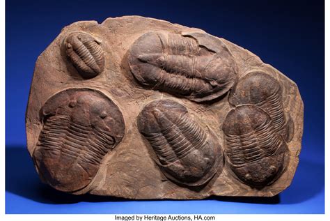 trilobite mortality plate.